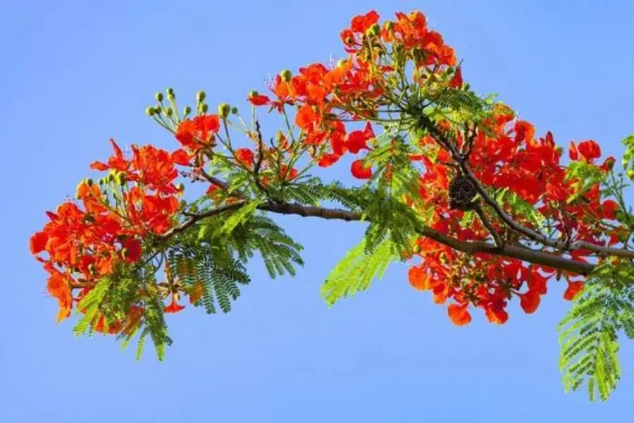Cắt tỉa cây phượng trong giai đoạn tháng 3 - 4 sẽ giúp cây cứng cáp hơn. 