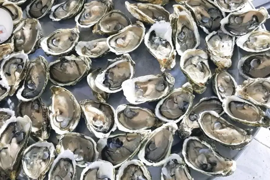 Sơ chế hàu
