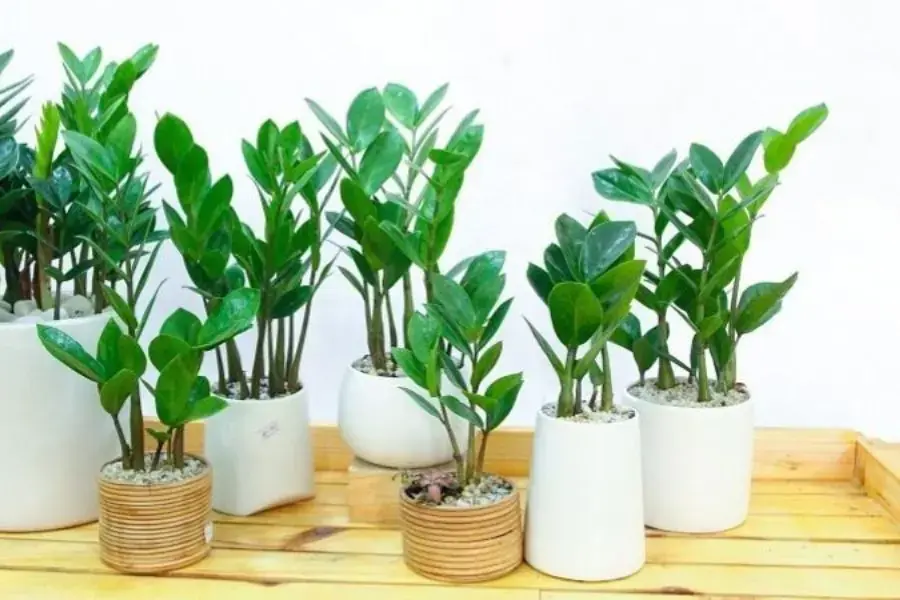 Chi phí mua loại cây này thường sẽ bao gồm tiền cây và tiền chậu