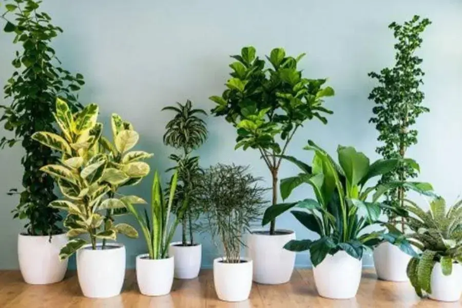 Trồng nhiều cây xanh để ngăn bụi giúp phòng bạn mát mẻ hơn