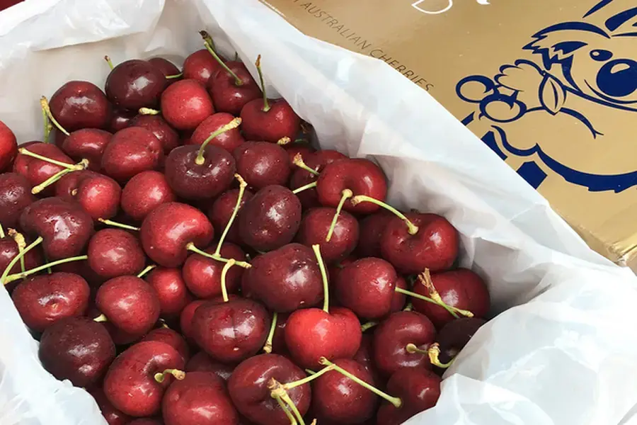 Chọn loại Cherry phù hợp cho từng mùa vụ