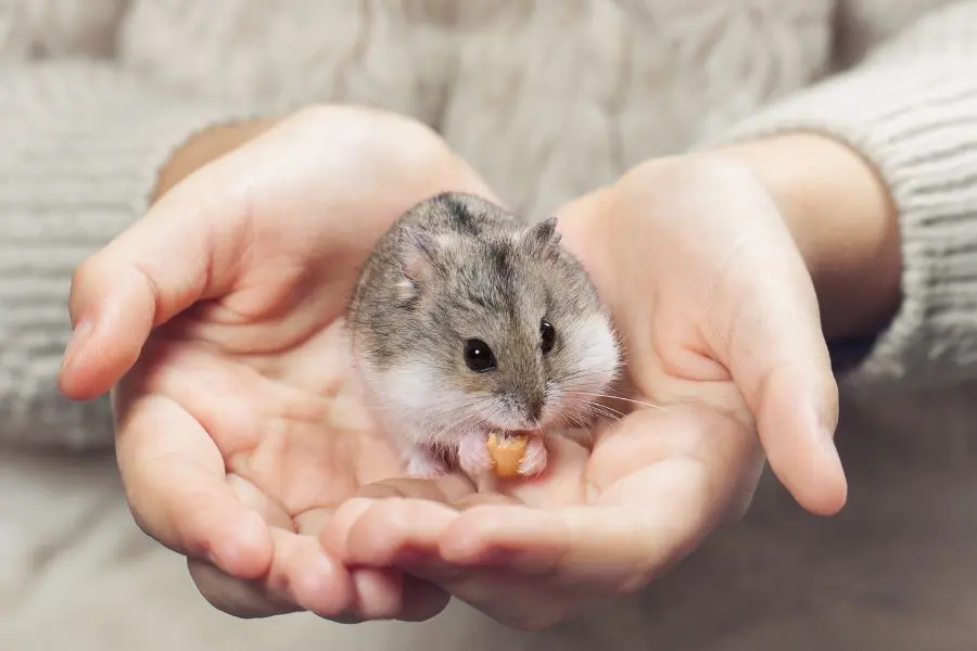 Bế Hamster khi bé tự nguyện leo vào lòng thay bạn.