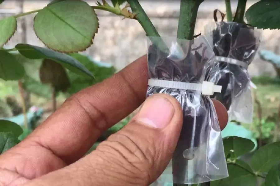 Cách chiết cành hoa hồng có bầu đất.