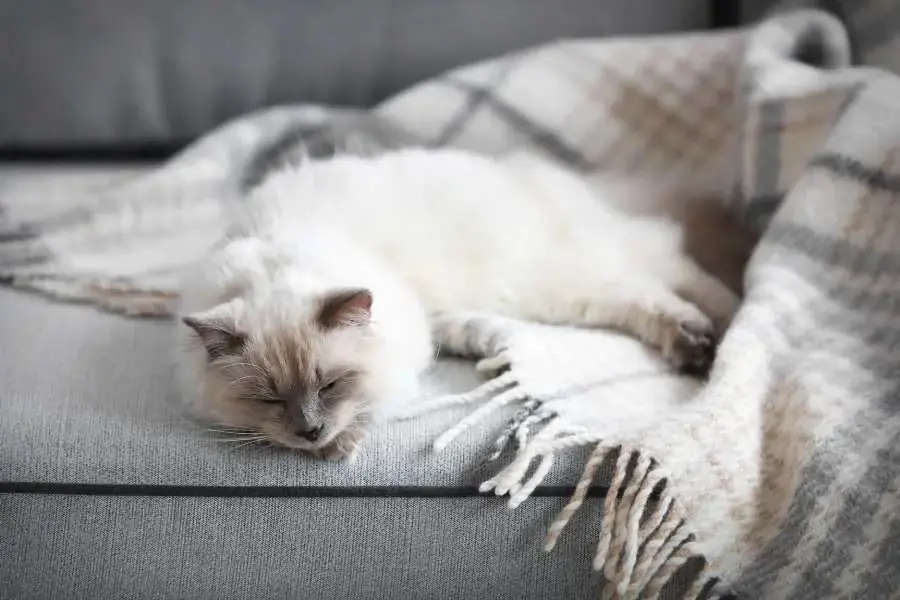 Ragdoll rất dễ mắc các bệnh về đường tiết niệu như viêm quản, niệu đạo,...