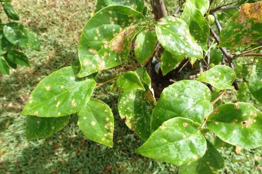 Kiểm tra và xử lý sâu bệnh hại cho cây hoa Giấy
