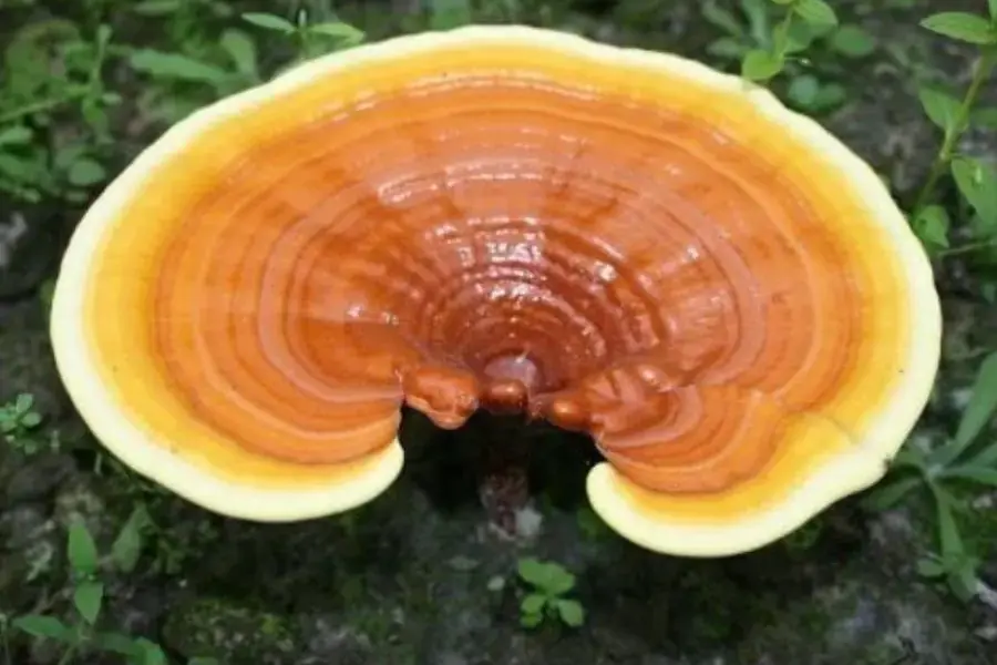 Nấm linh chi vàng ( nguồn: Nấm linh chi ông Tiên)