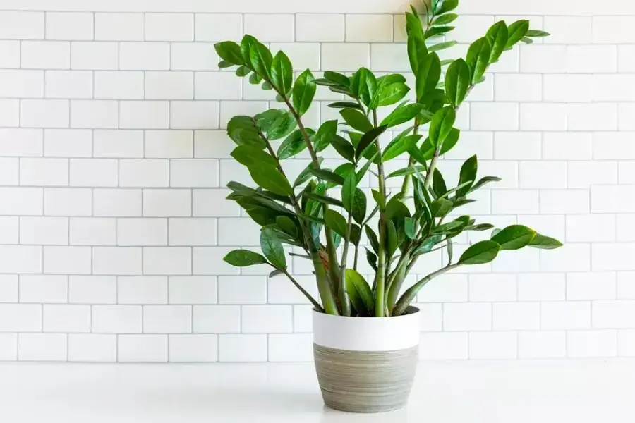 Đặt Kim Tiền tại nơi có ánh sáng nhẹ, không quá gay gắt.