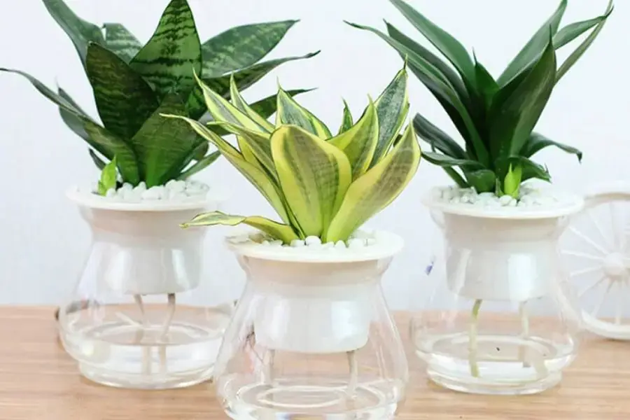 Cây lưỡi hổ đại diện cho khí phách kiên cường.