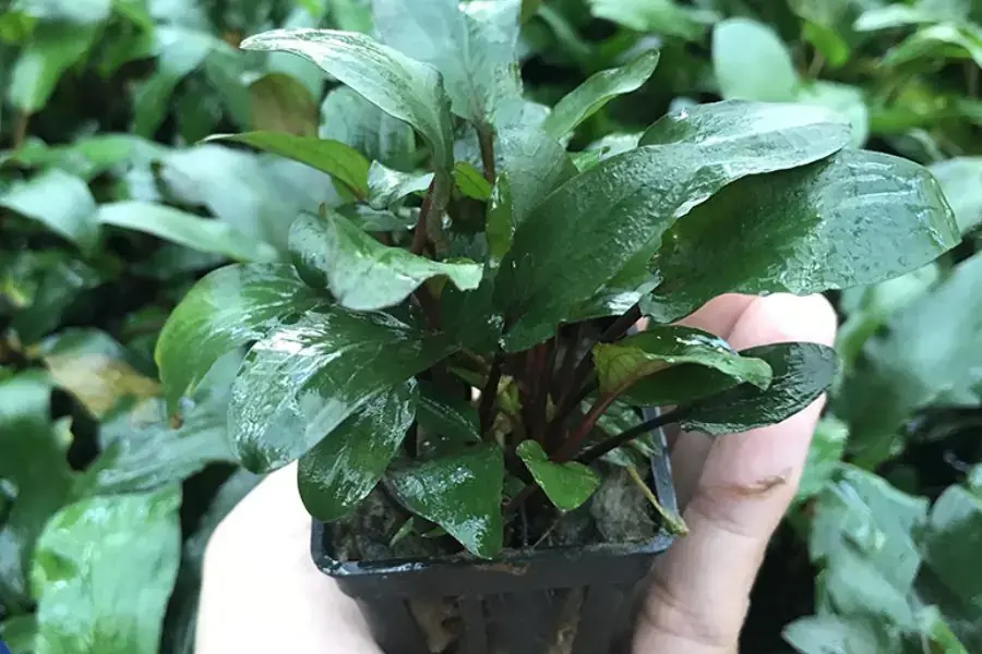Cây thủy sinh Tiêu Thảo Beckettii với đặc trưng là chiếc lá mỏng.
