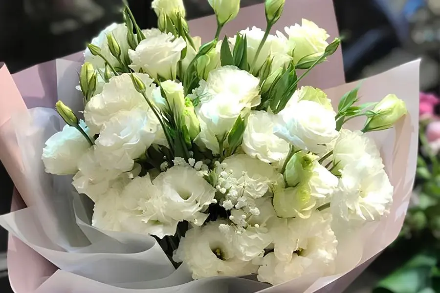 Hoa cát tường biểu tượng của sự may mắn, tài lộc và hạnh phúc viên mãn