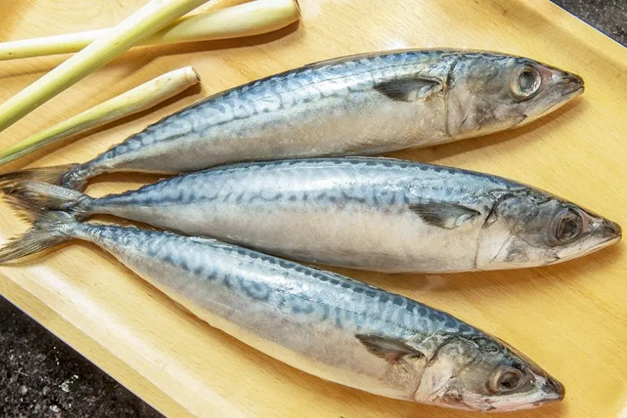 Cá saba giàu DHA, protein, vitamin và hàm lượng sắt, canxi cao.