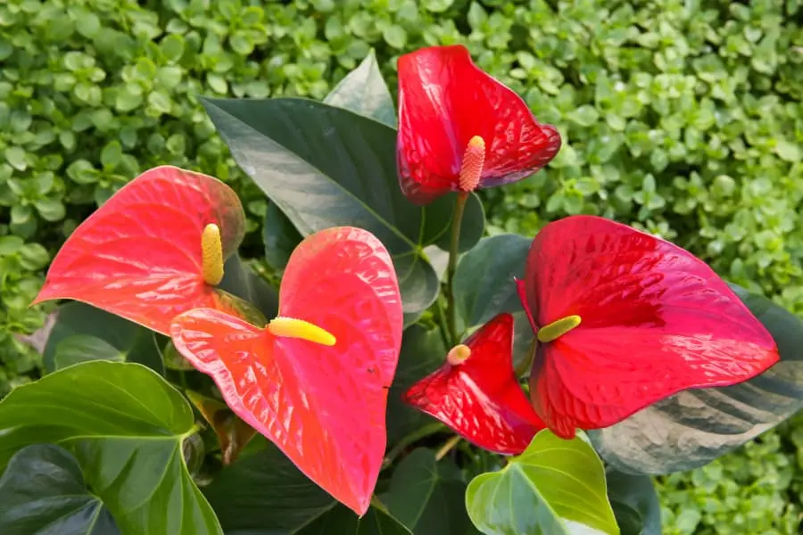 Hồng Môn hợp với những người mang mệnh Hoả.