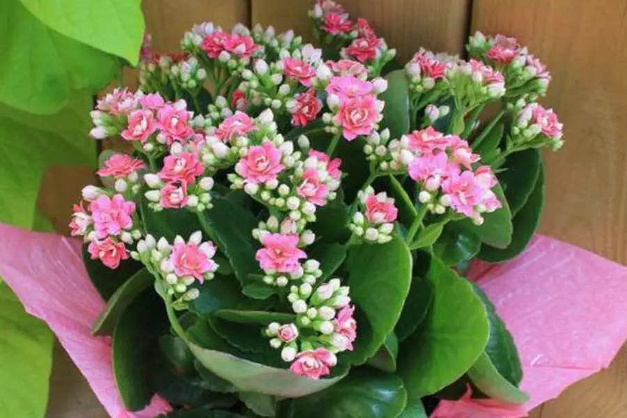 Sống đời hợp với người mệnh Thổ hoặc mệnh Hỏa.