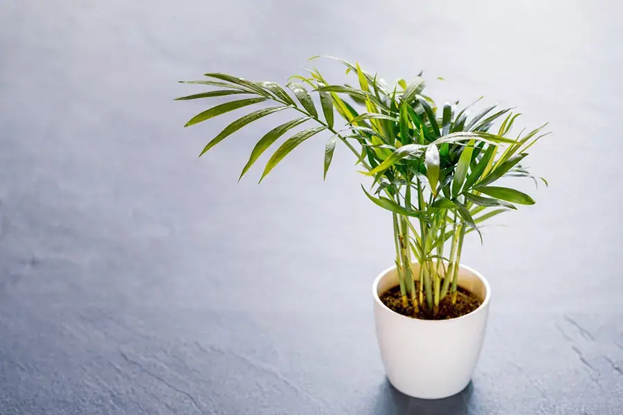 Chậu cau cảnh nhỏ xinh để bàn trang trí.