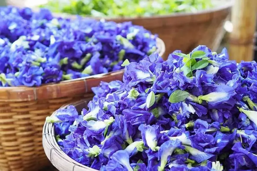Hoa đậu biếc thúc đẩy quá trình đốt mỡ bụng, giảm cân hiệu quả