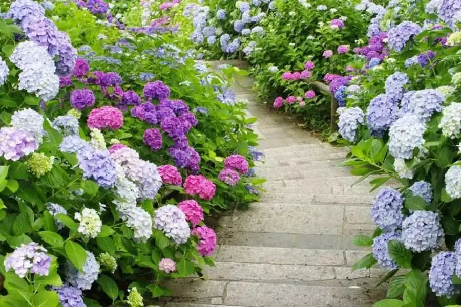 Cẩm tú cầu được trồng làm cảnh, giúp tô điểm cho không gian.