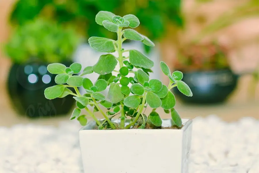 Cây có hình dạng và màu sắc hấp dẫn, thích hợp để trang trí trong góc làm việc.