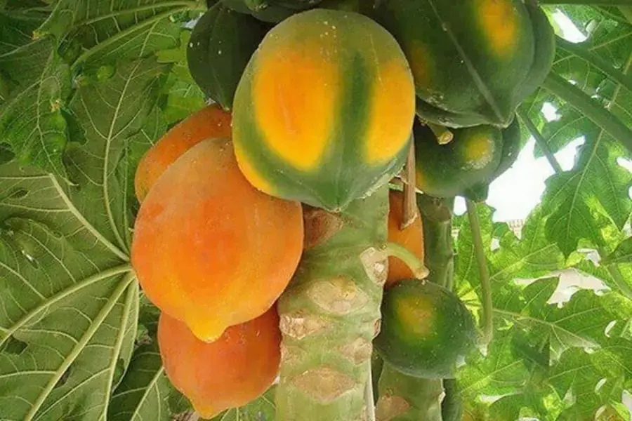 Màu vỏ đu đủ