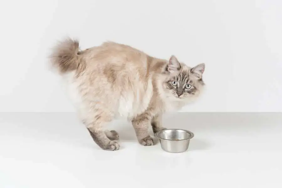 Với Ragdoll, cần lưu ý đến việc chọn lựa thức ăn phù hợp với chế độ vận động.