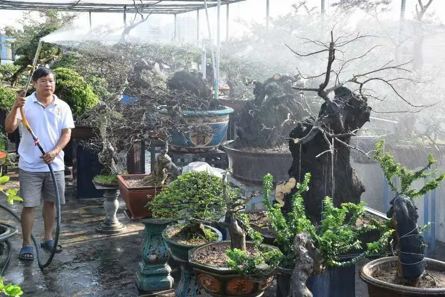 Tưới phun sương để tạo độ ẩm cho đất trồng si.