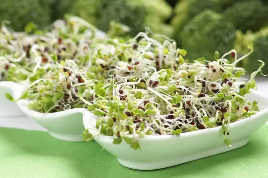 Rau mầm cung cấp đầy đủ các chất dinh dưỡng nhưng lại chứa rất ít calo.