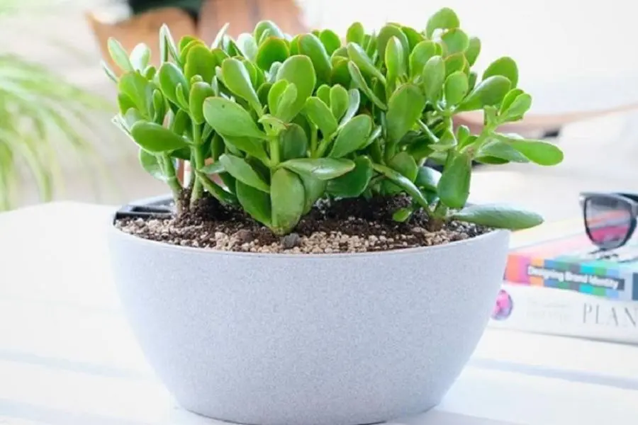 Cây ngọc bích còn có tên gọi khác là cây phỉ thuỷ.