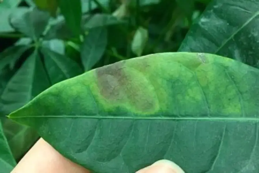 Bệnh đốm lá ở cây Kim Ngân