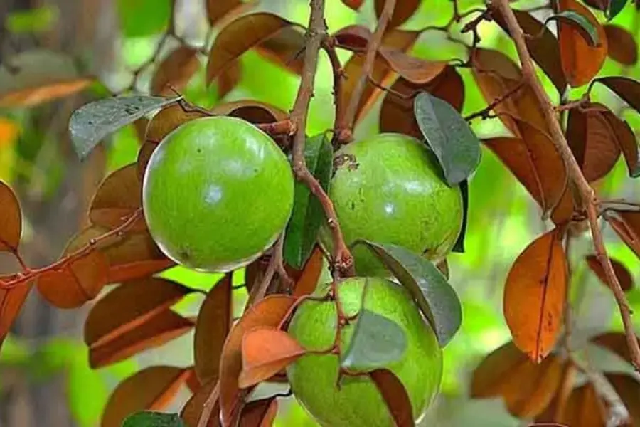 Hình ảnh những quả vú sữa căng mọng.