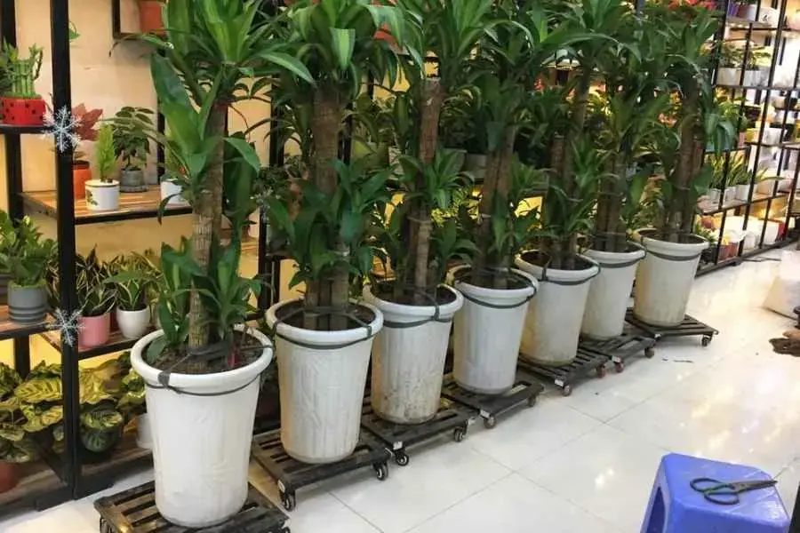Lựa chọn loại phân phù hợp để bón cho cây thiết mộc lan