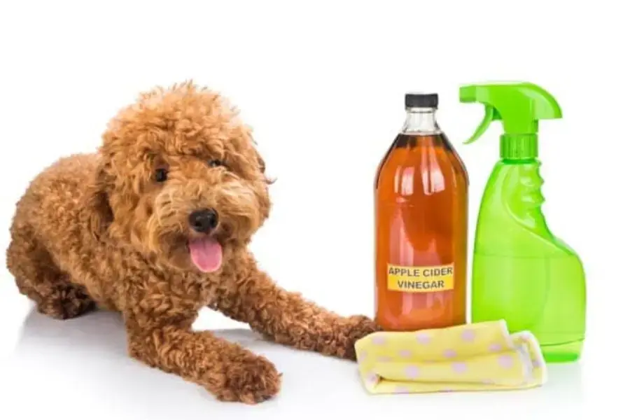 Xịt giấm khử ngay mùi nước tiểu chó