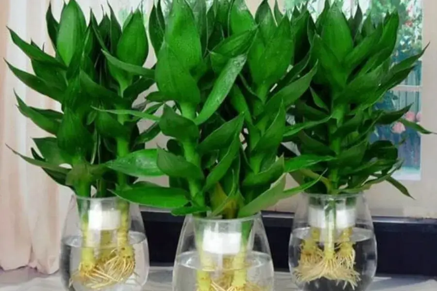 Phát tài búp sen là một loài cây mang lại tài lộc, phú quý.