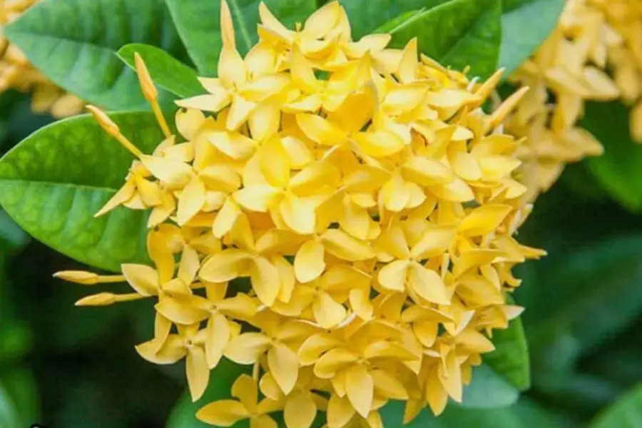 Trong phong thủy, hoa Mẫu Đơn được coi là một biểu tượng của sự thành công, may mắn và tài lộc.