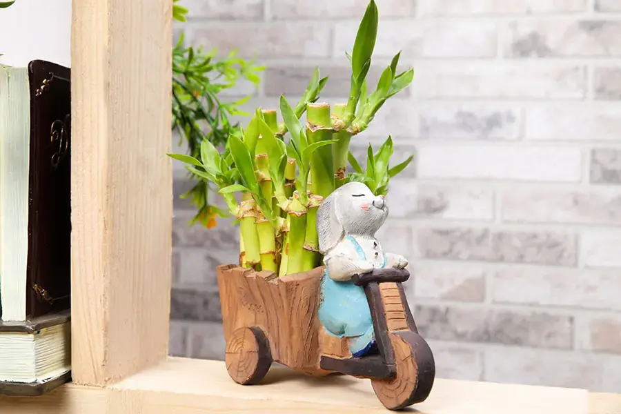 Trang trí không gian sống với cây phát lộc.