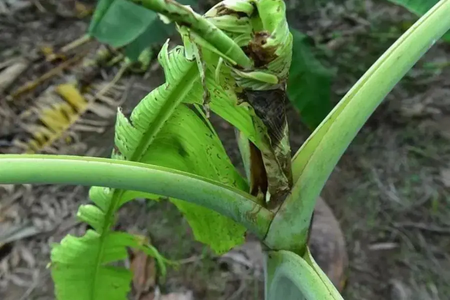 Bệnh thối thân thường gặp trên cây chuối.