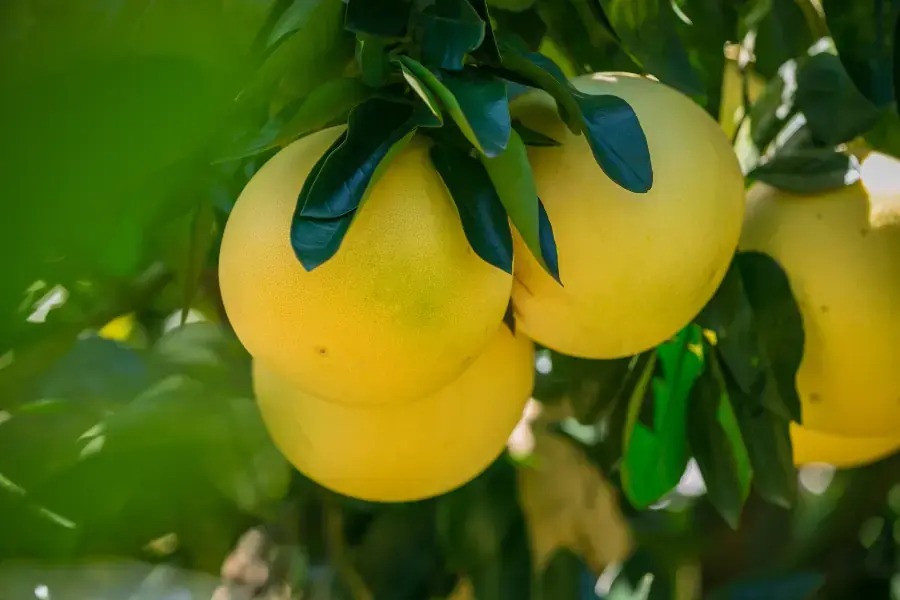 Bưởi cũng thường được sử dụng để đánh dấu sự thành công.