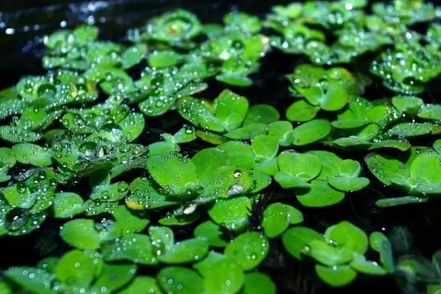 Bèo Nhật