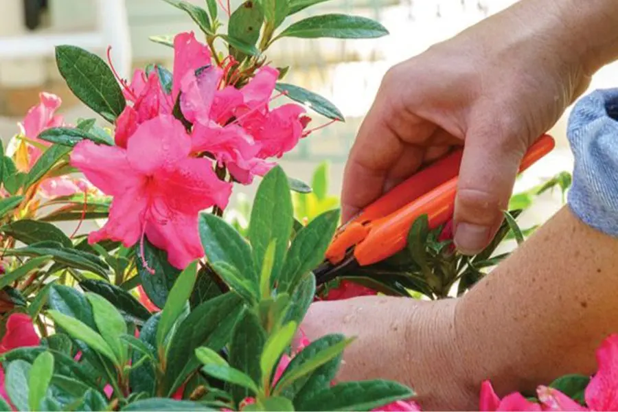 Cắt tỉa cành hoa Đỗ Quyên đúng cách để giúp cây ra hoa thuận lợi hơn.
