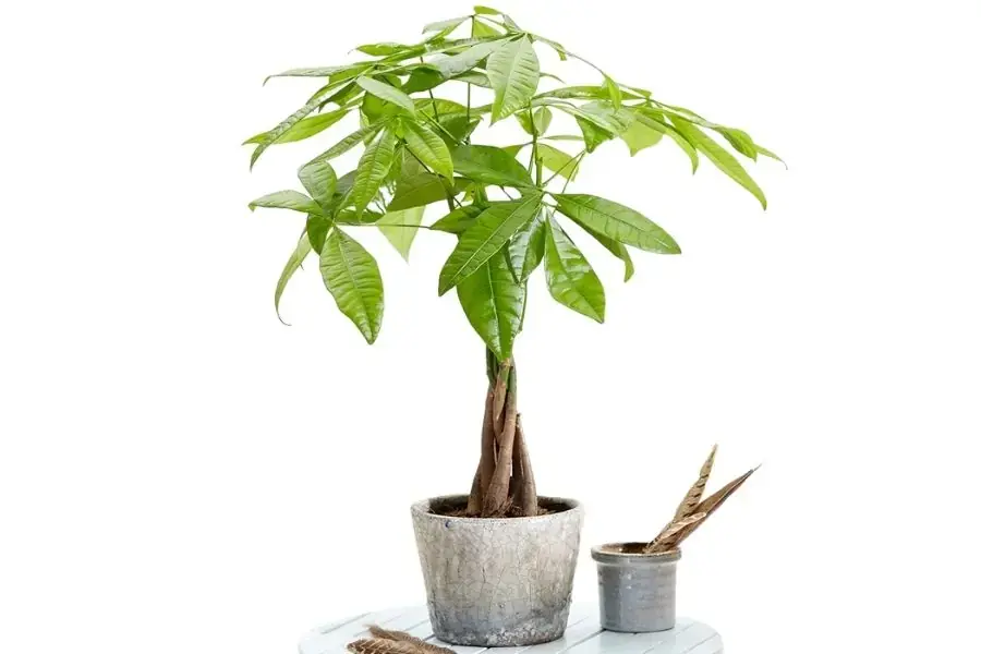 Cây Kim Ngân sung túc, may mắn về tiền bạc, danh vọng