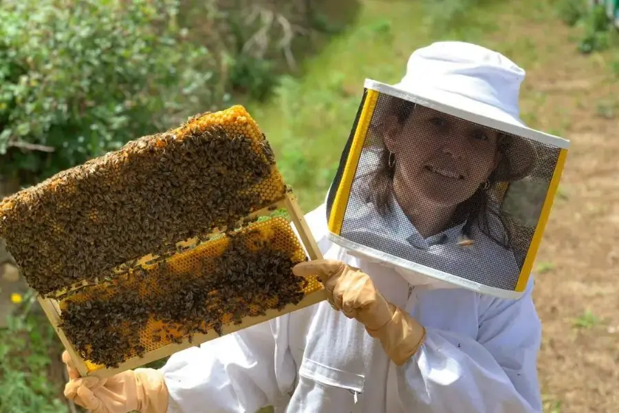 Liên lạc với những người nuôi ong đẻ họ di dời tổ ong một cách hợp lý và an toàn nhất