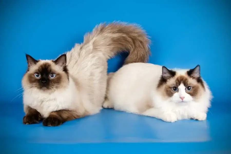 Mèo Ragdoll thuộc giống mèo nhà, có nguồn gốc từ Hoa Kỳ.