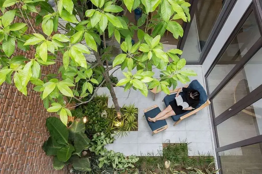 Cây khế trồng giếng trời giúp che mát và thanh lọc không khí