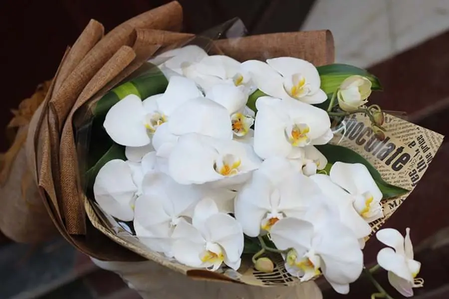Hoa lan mang vẻ đẹp thanh tao, nhẹ nhàng và sang trọng.
