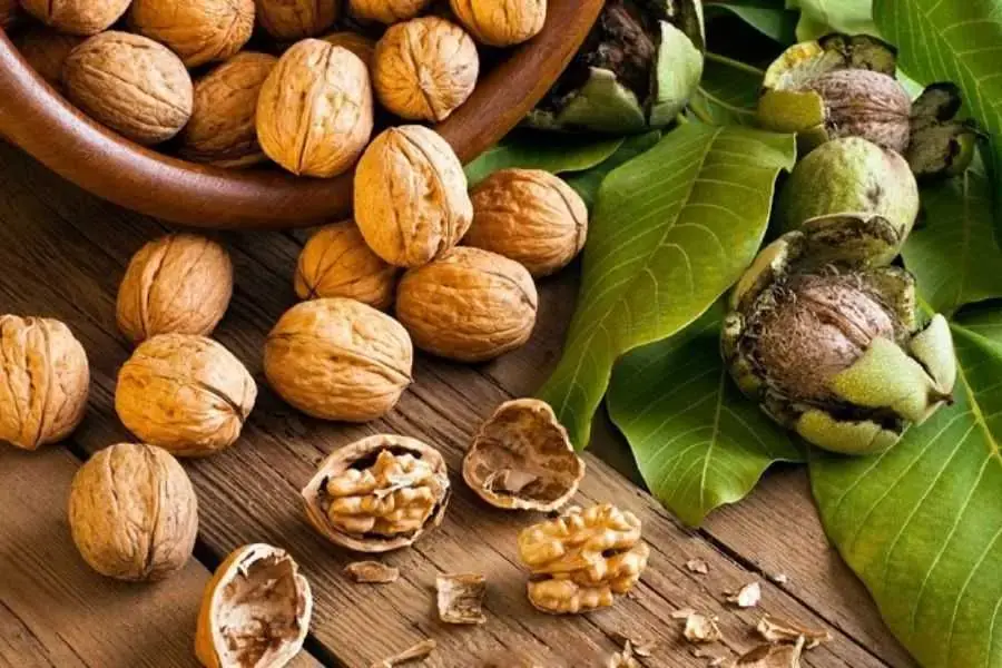 Hạt óc chó còn mang nhiều lợi ích tốt đối với hệ đường ruột