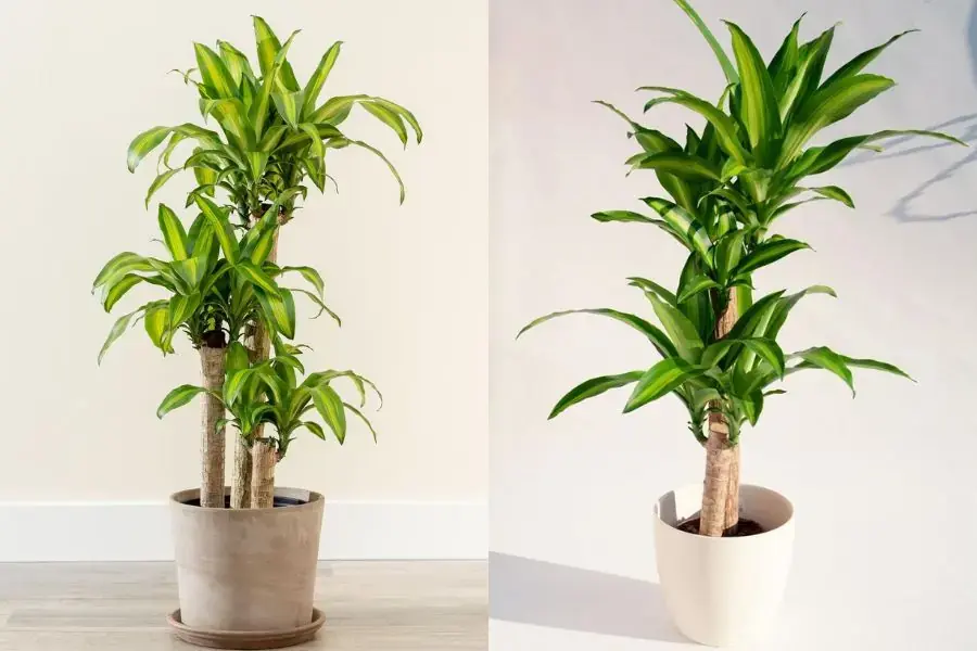 Thiết mộc lan không có độc, thích hợp làm cây cảnh trong nhà