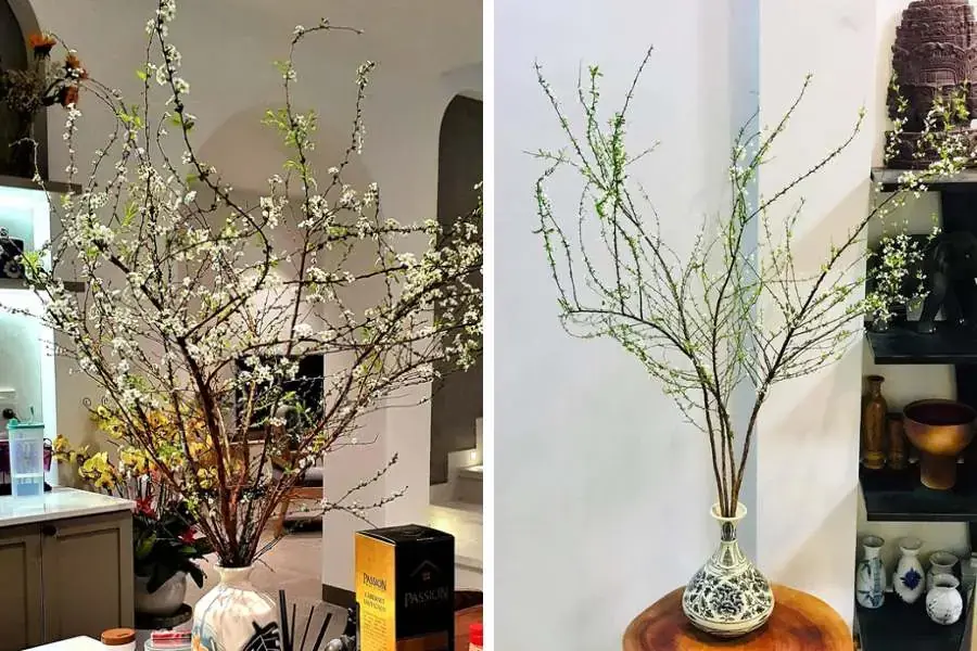 Những nhánh hoa Tuyết Mai nở rộ rất đẹp mắt và thu hút.