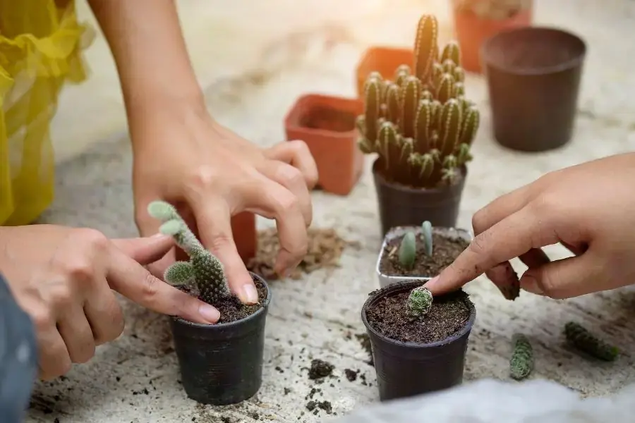 Cách nhân giống cây Xương rồng từ nhánh con.
