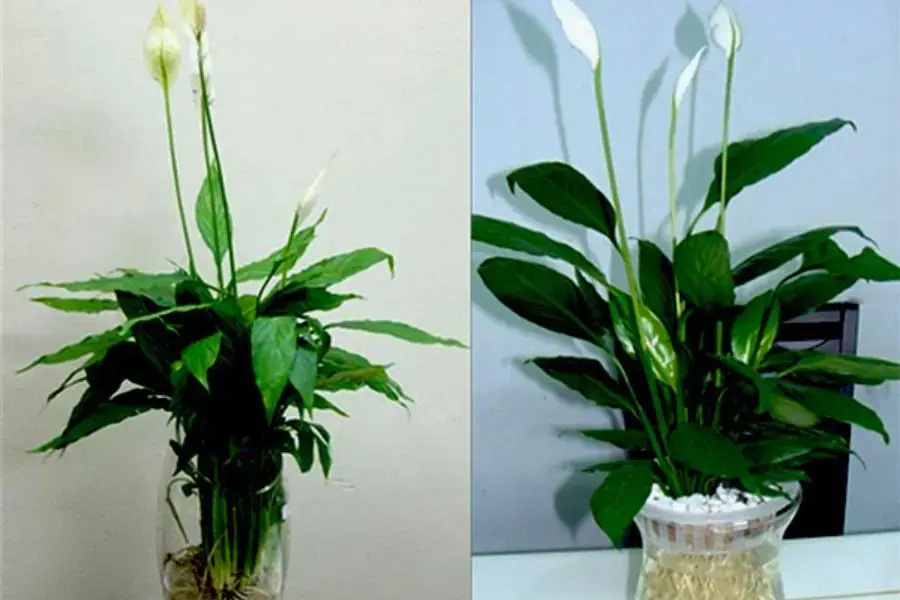 Cây lan ý được xem là biểu tượng của sự bình yên, thu hút nguồn năng lượng tích cực, xua đuổi xui xẻo, ốm đau, bệnh tật.