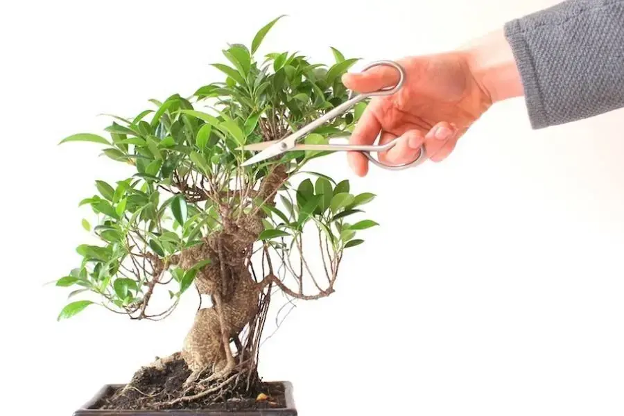 Cắt tỉa si thường xuyên để dáng cây đẹp và gọn gàng hơn.