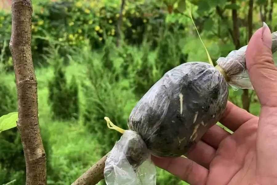 Để cây có tỷ lệ sống và cho ra trái tốt nhất thì chiết cành là phương pháp tối ưu nhất.