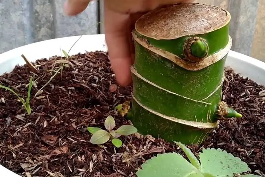 Phương pháp giâm cành rất dễ thực hiện ngay tại nhà.